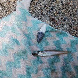 白灯台波止のキス情報