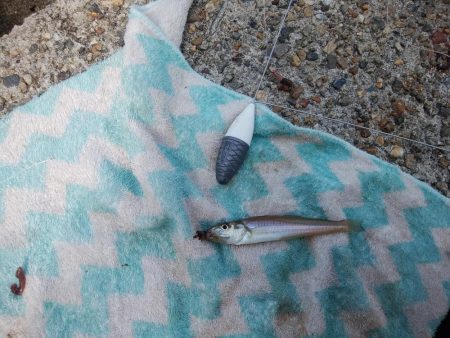 白灯台波止のキス情報