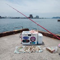 境水道でキス爆釣