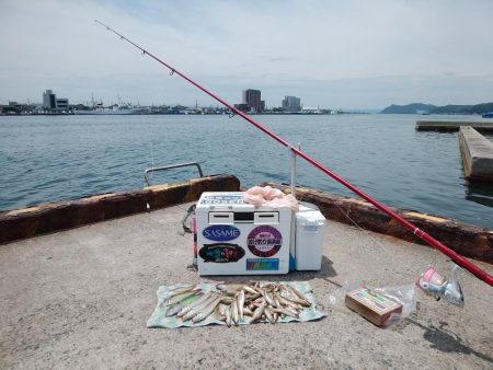 境水道でキス爆釣