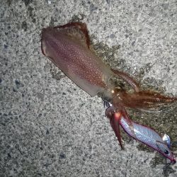 ケンサキイカ釣り
