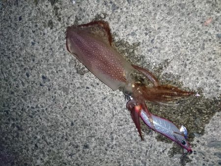 ケンサキイカ釣り