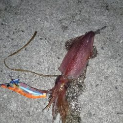 ケンサキエギング