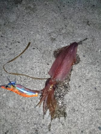 ケンサキエギング