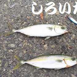 カタクチイワシとツバスなど、他にもいろいろ釣れました。