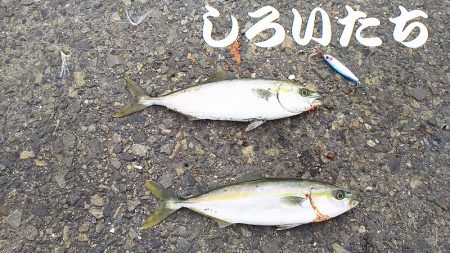 カタクチイワシとツバスなど、他にもいろいろ…