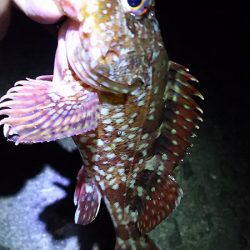 ガシラとメバル。