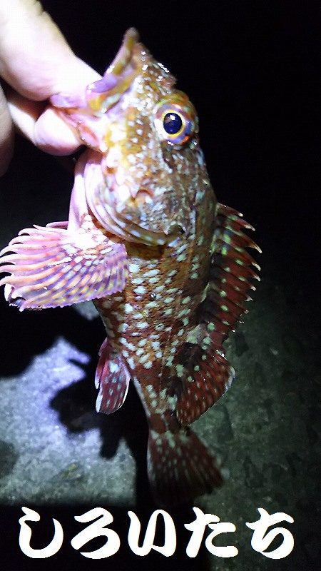 ガシラとメバル。