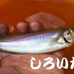 いろいろ釣れた。