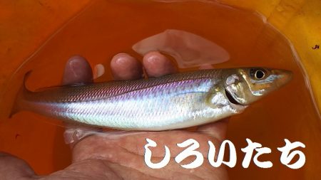 いろいろ釣れた。