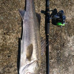 ムコイチ釣行で良型シーバス♪