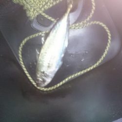 好調！！アジング短時間