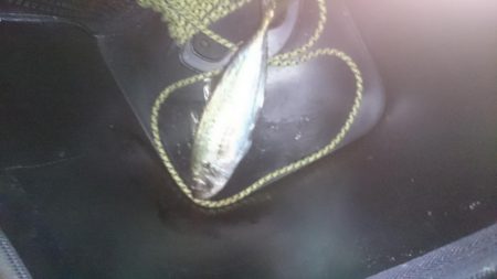 好調！！アジング短時間