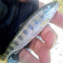 厳しい釣りの中やっと出た今季最大アマゴ