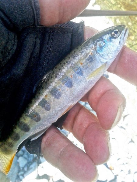 厳しい釣りの中やっと出た今季最大アマゴ