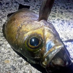 おきそが戻ってきた！