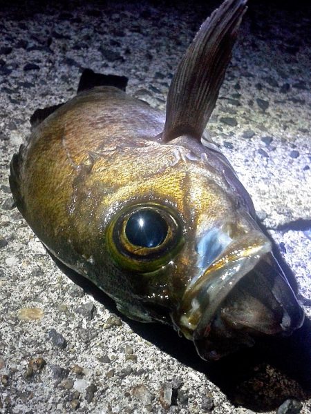 おきそが戻ってきた！