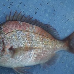 アジよりマダイ