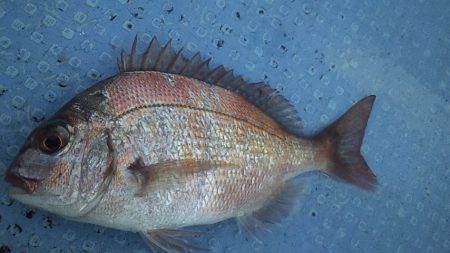 アジよりマダイ