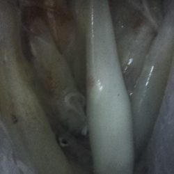 今季初白いか釣行