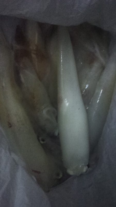 今季初白いか釣行