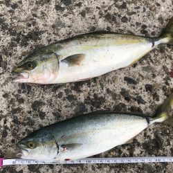 ツバス祭りの、はずが…