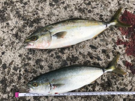 ツバス祭りの、はずが…