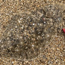 寝ても覚めてもマゴチ