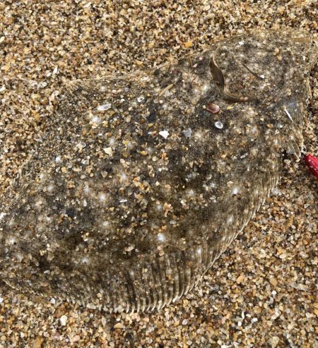 寝ても覚めてもマゴチ