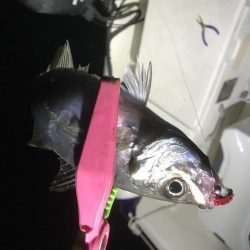 イカメタル バチコン釣行