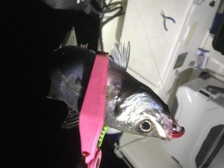 イカメタル バチコン釣行