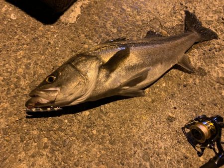 1投目でスズキ、シーバス！！