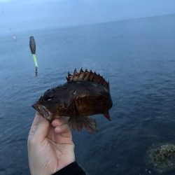 ショアジギング&穴釣り