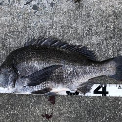 イチノ兄弟、釣果！