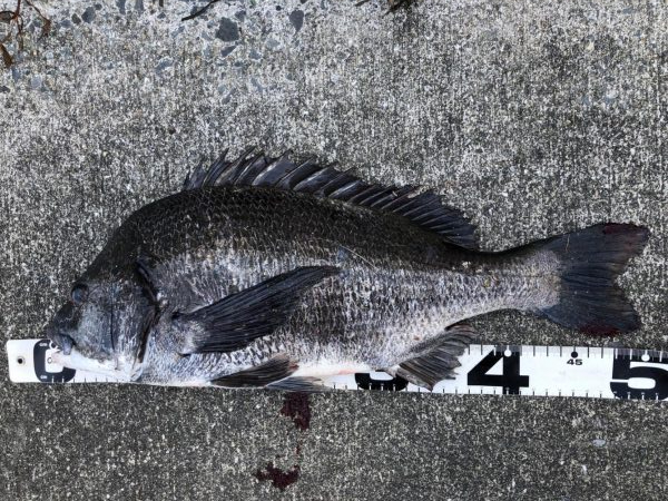 イチノ兄弟、釣果！