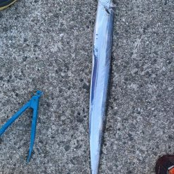 噂のタチウオゲット