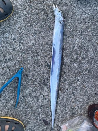 噂のタチウオゲット