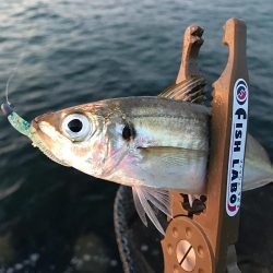 まだまだアジング！