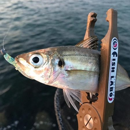 まだまだアジング！