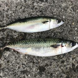 昼から大サバ狙い