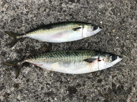 昼から大サバ狙い