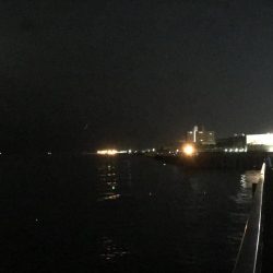 まだ大サバは…。