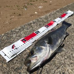 デイサーフシーバス