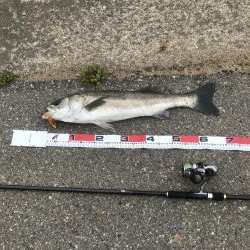 サーフシーバス