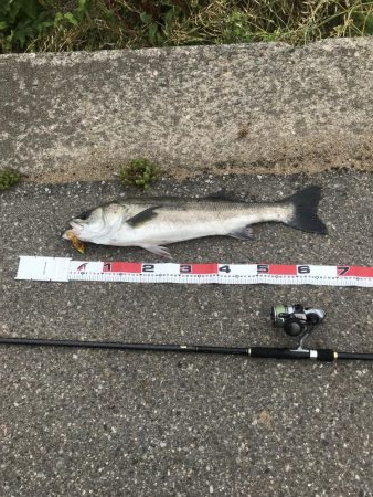 サーフシーバス