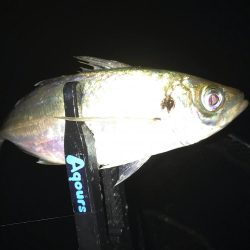 雨降りアジング！