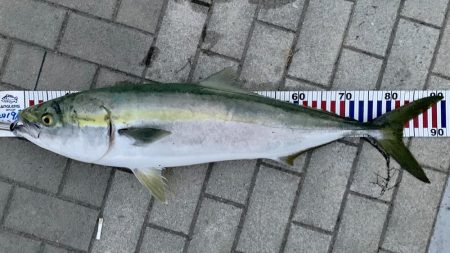 コスモスクエアでブリ