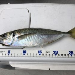 泉州丸さんでアジ