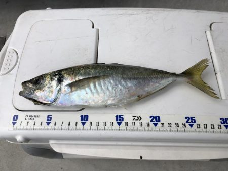 泉州丸さんでアジ