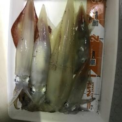 イカメタル バチコン